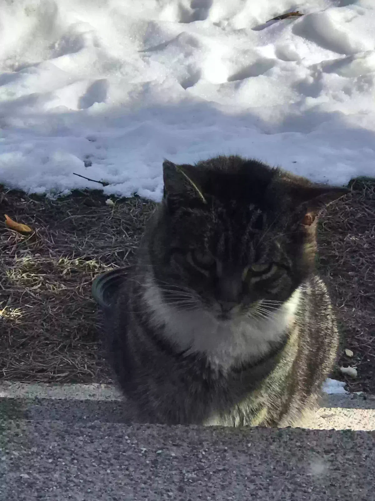 Found cat in Sutton, MA, 1590
