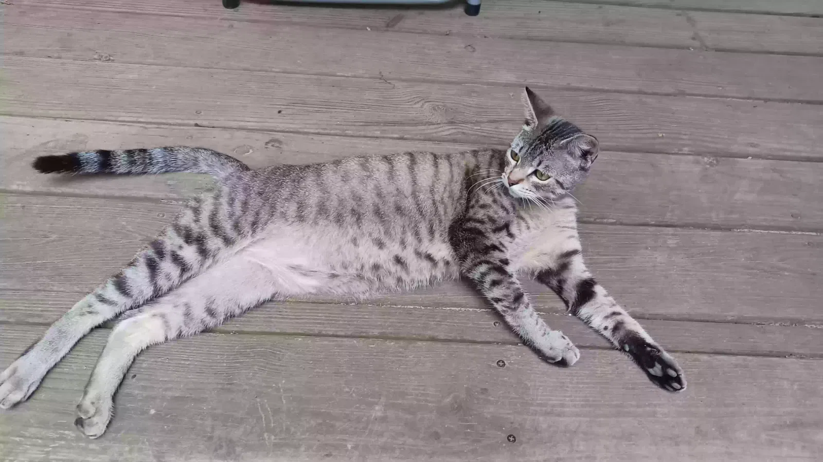 Lost cat in Conroe, TX, 77303