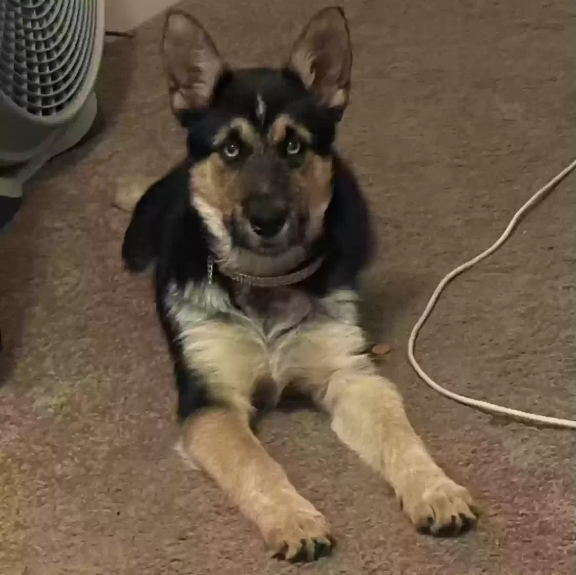 Lost dog in Richmond, CA, 94801
