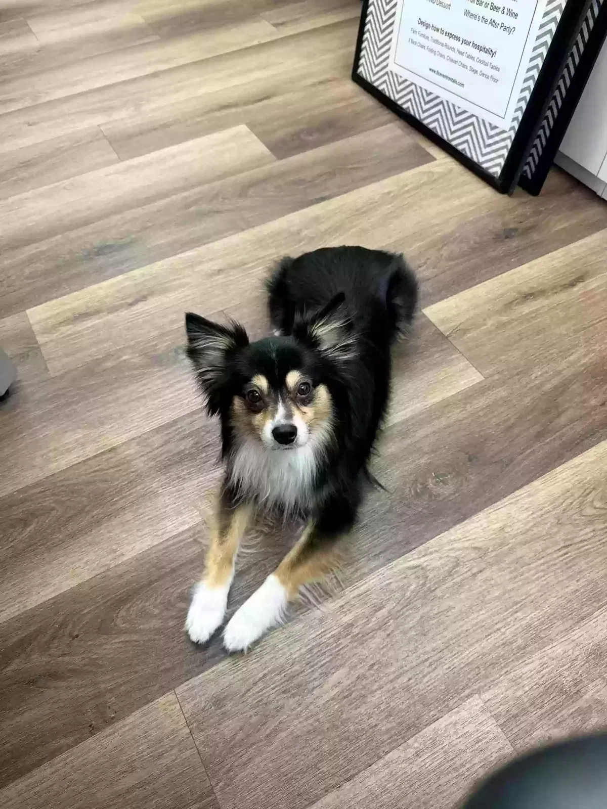 Lost dog in Dallas, TX, 75247