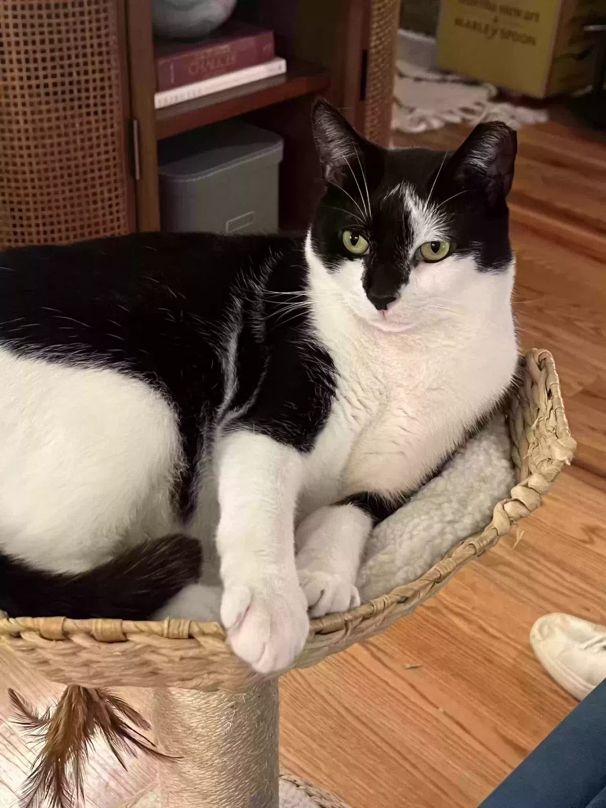 Lost cat in Brooklyn, NY, 11225