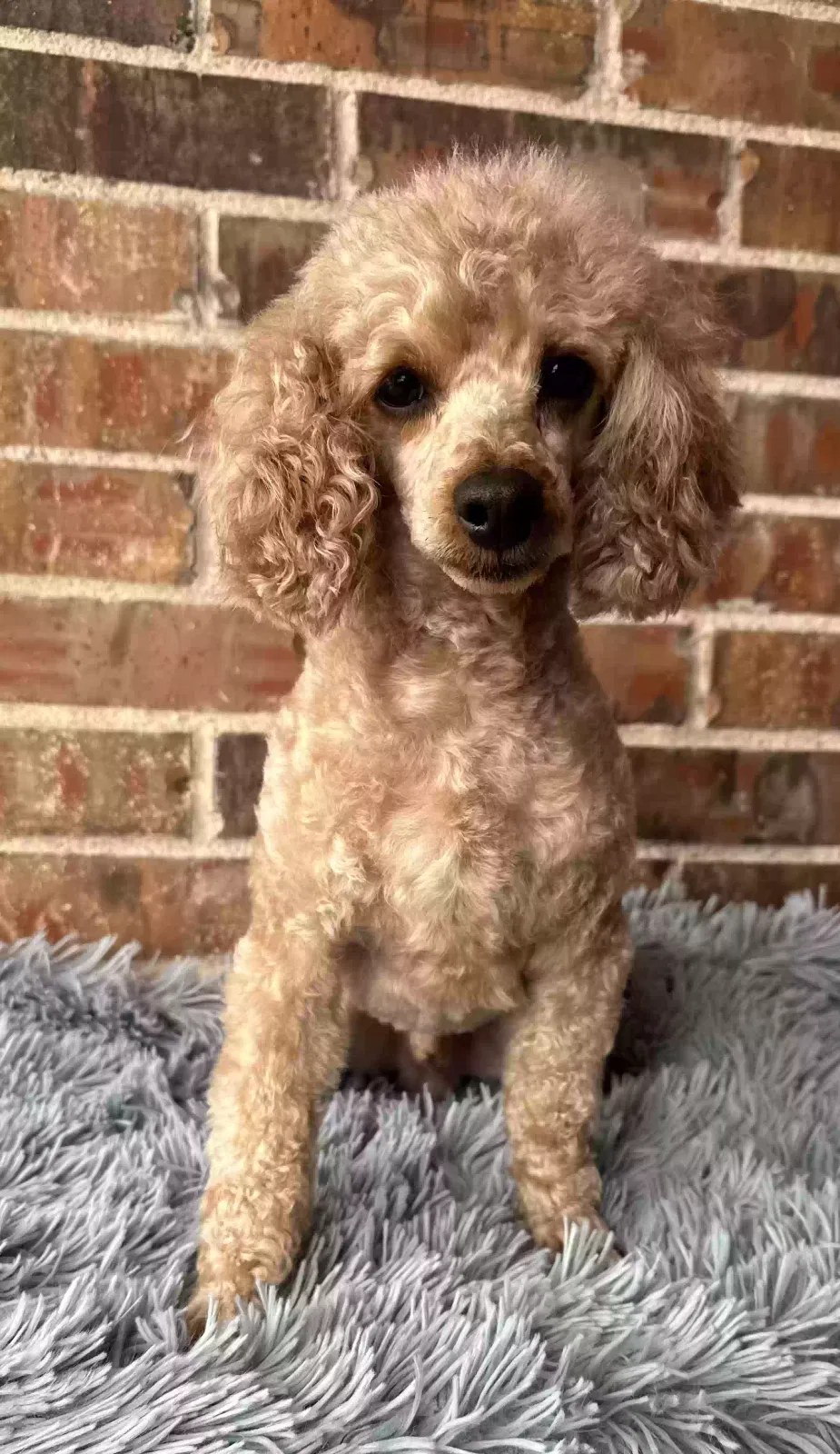 Lost dog in Irving, TX, 76033