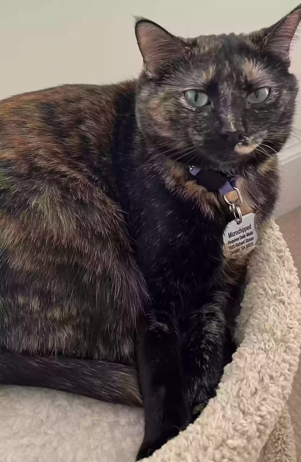 Lost cat in Decatur, GA, 30033