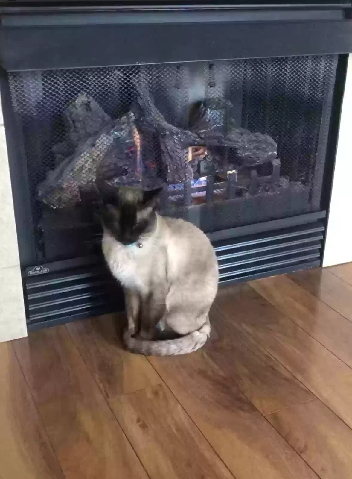 Lost cat in Unknown, OR, 97003