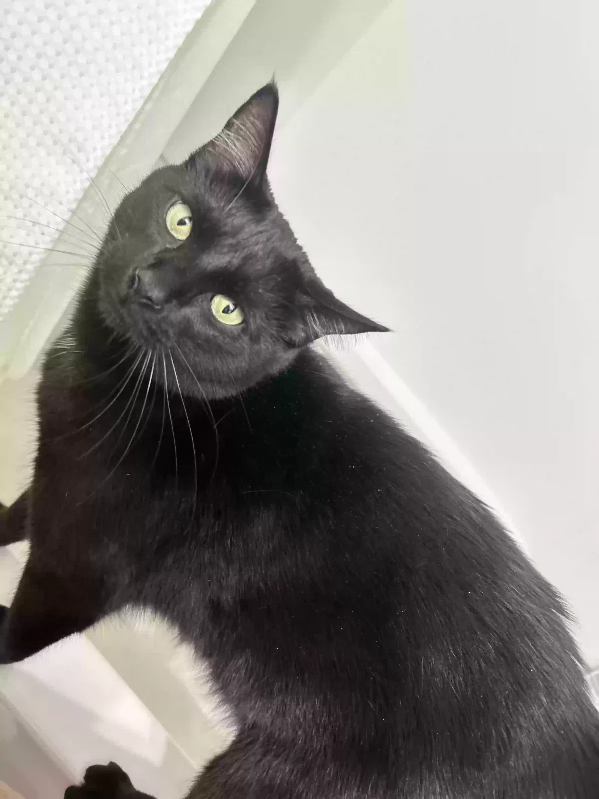Lost cat in Naples, FL, 34116