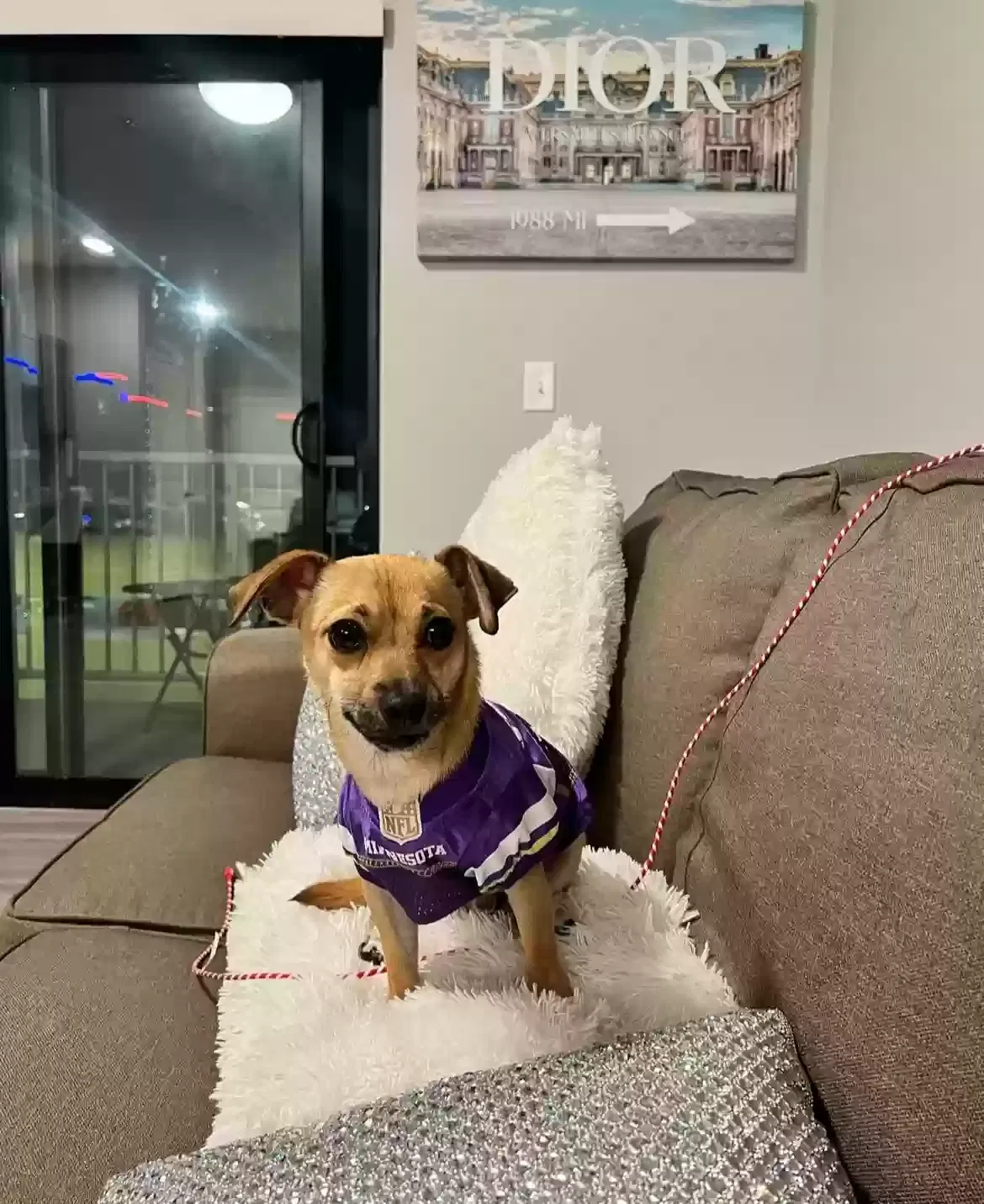 Lost dog in Memphis, TN, 38118