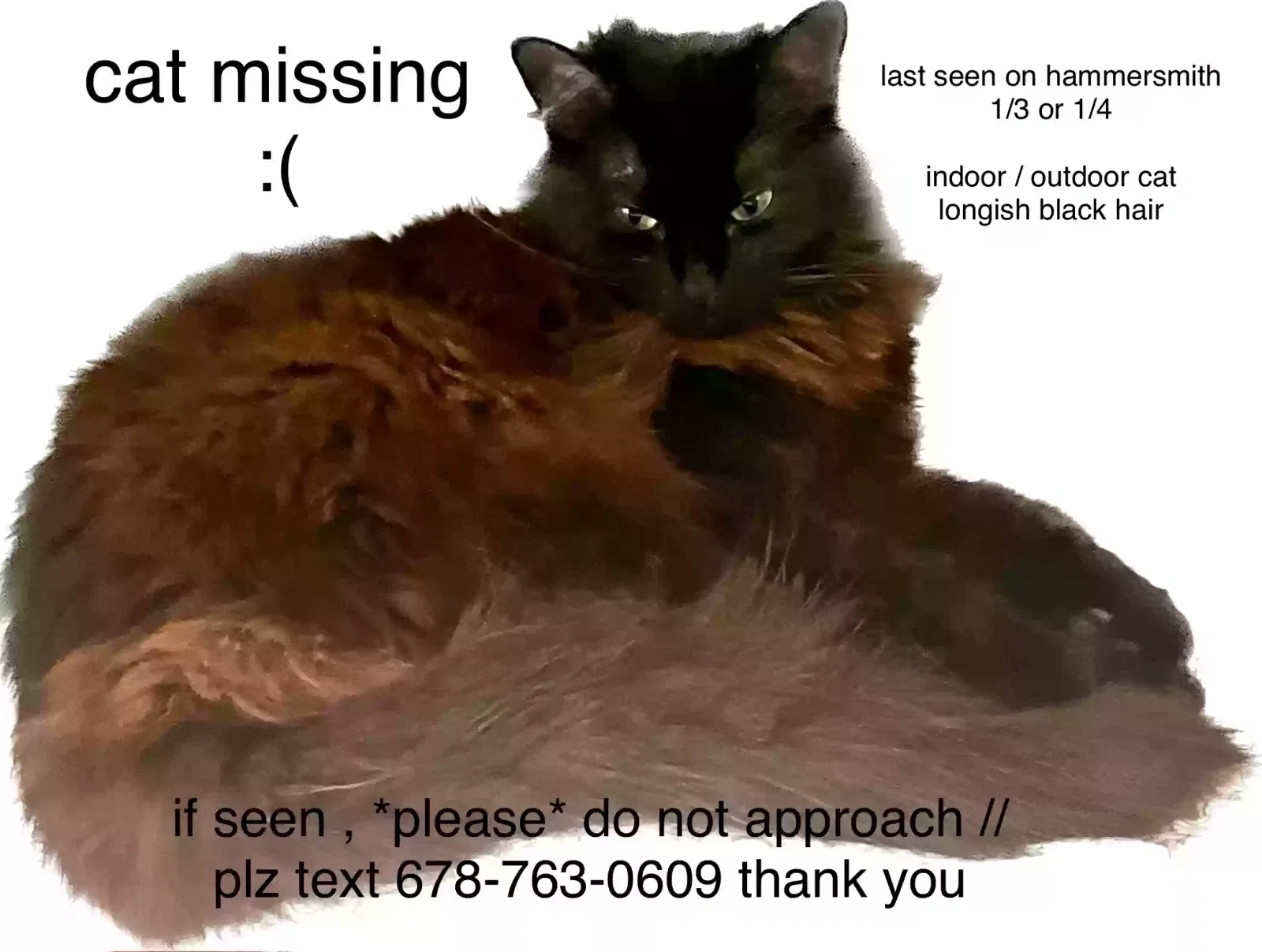 Lost cat in Stone Mountain, GA, 30087
