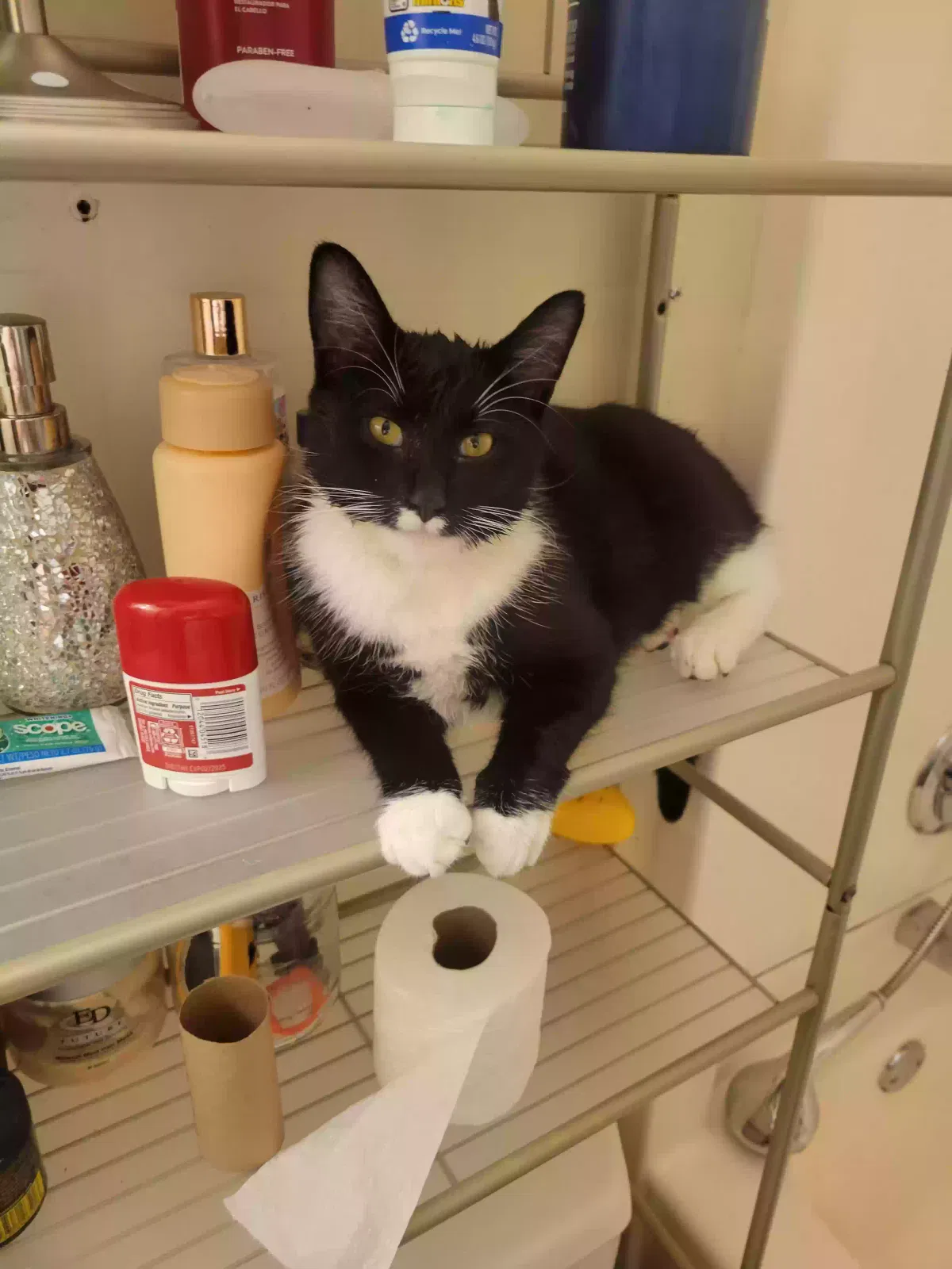 Lost cat in Erie, PA, 16503