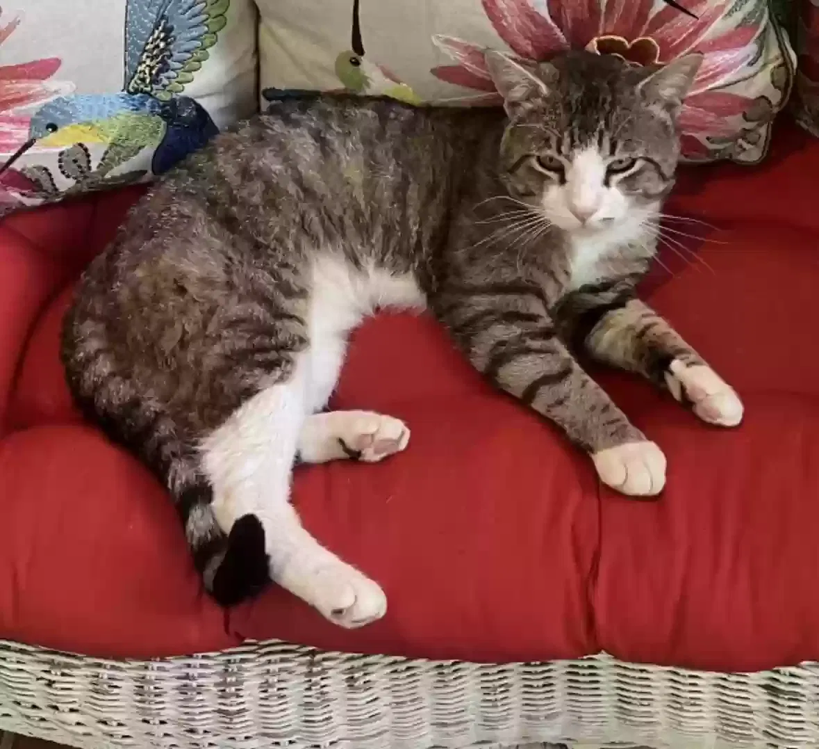 Lost cat in Winston Salem, NC, 27101