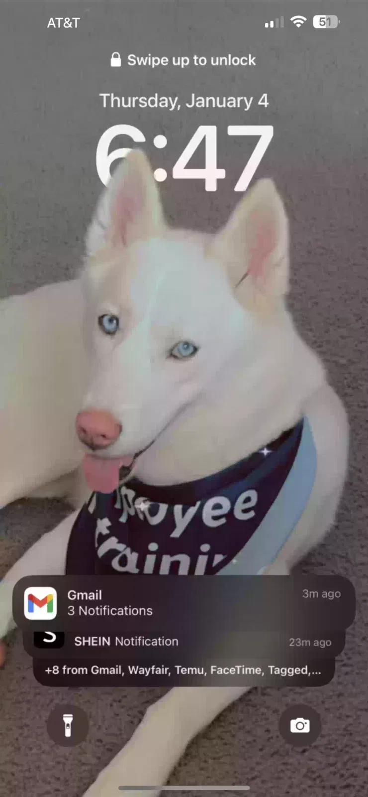 Lost dog in Oklahoma City, OK, 73135