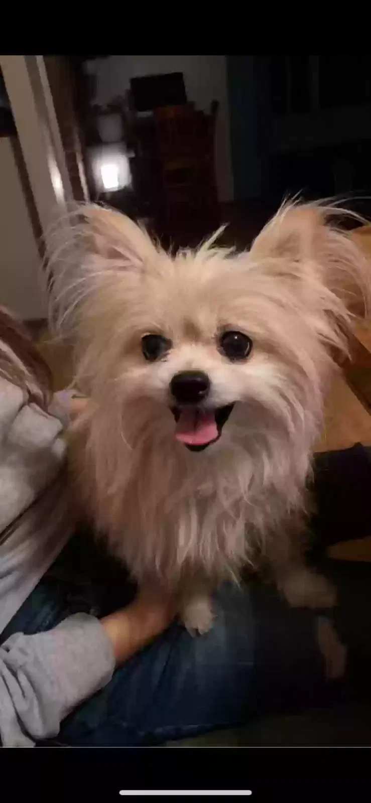 Lost dog in Russellville, AR, 72802