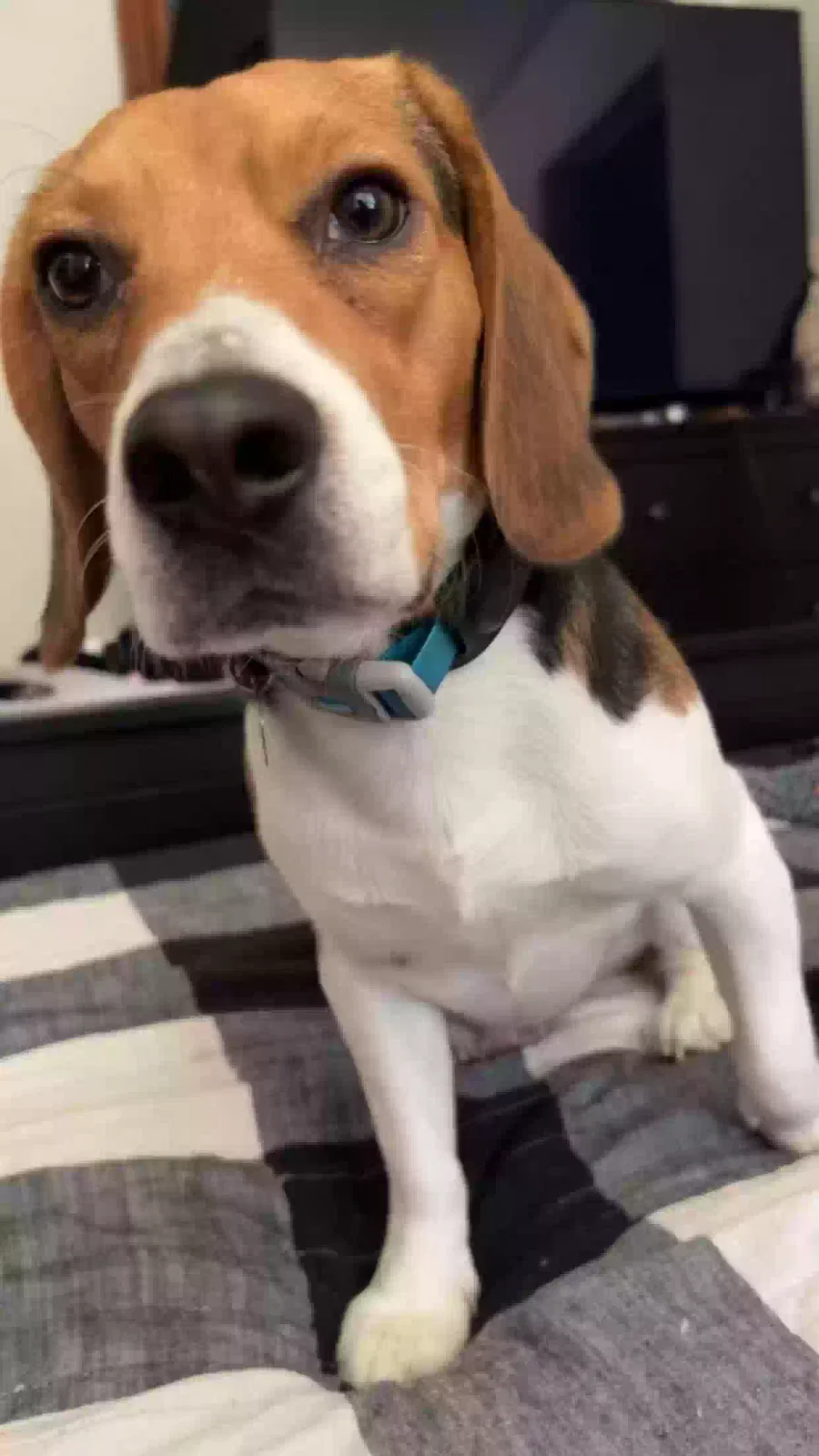Lost dog in De Graff, OH, 43318