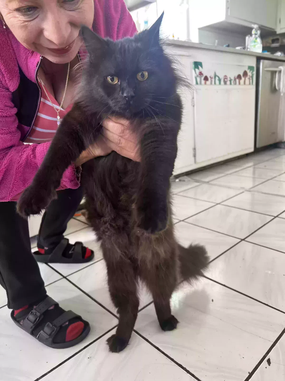 Lost cat in Long Beach, CA, 90805