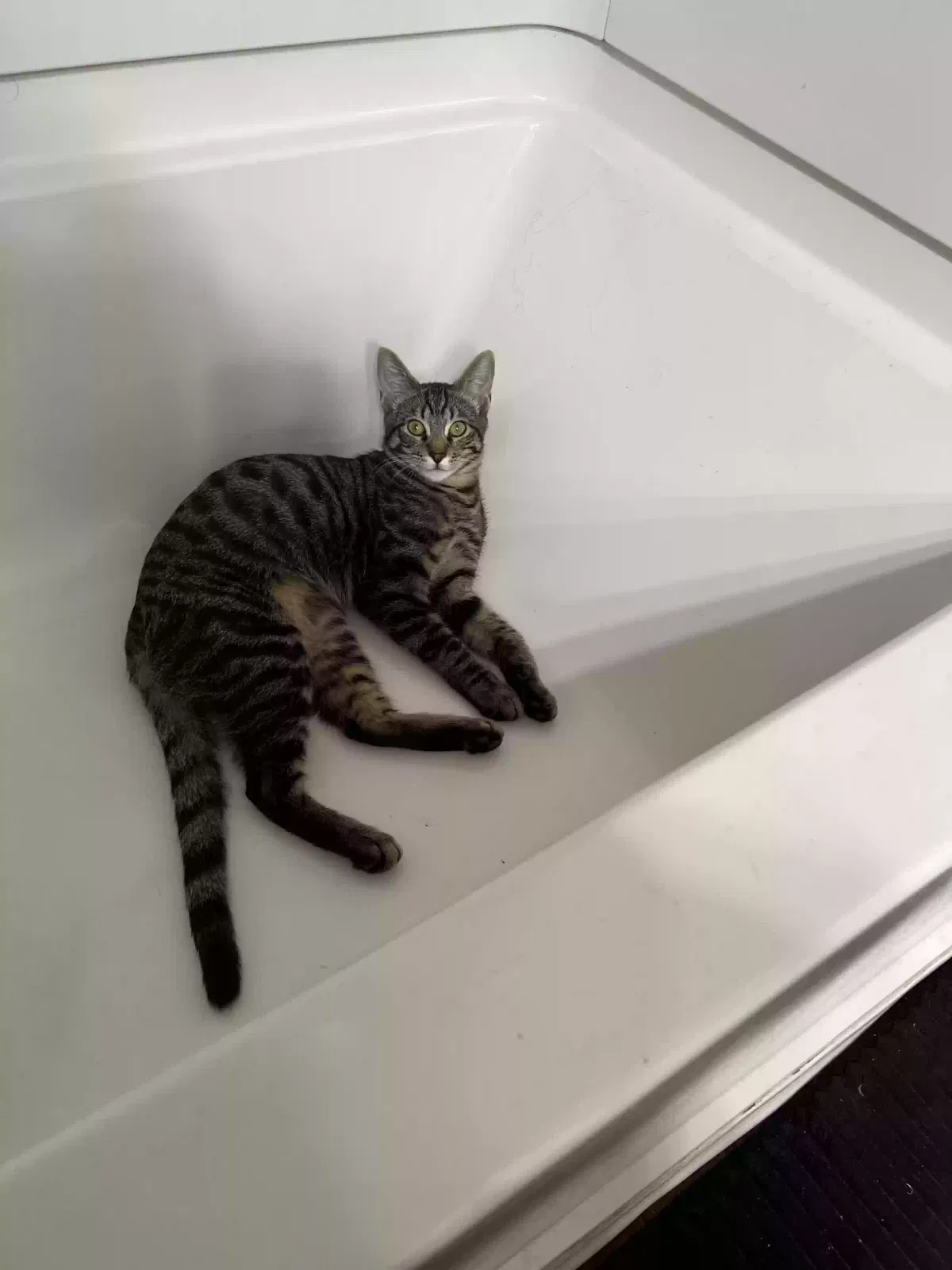 Lost cat in Citrus Heights, CA, 95610