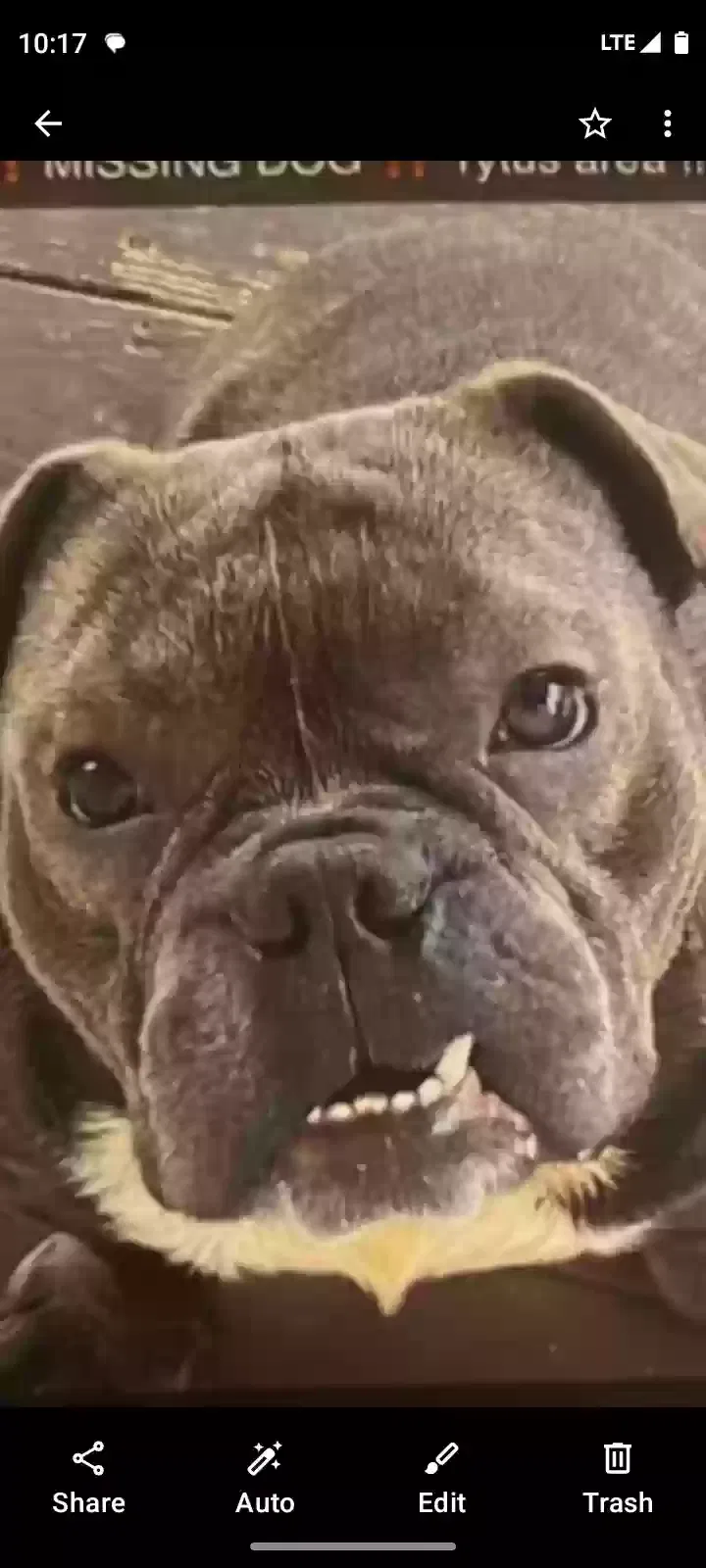 Lost dog in South Lebanon, OH, 45065