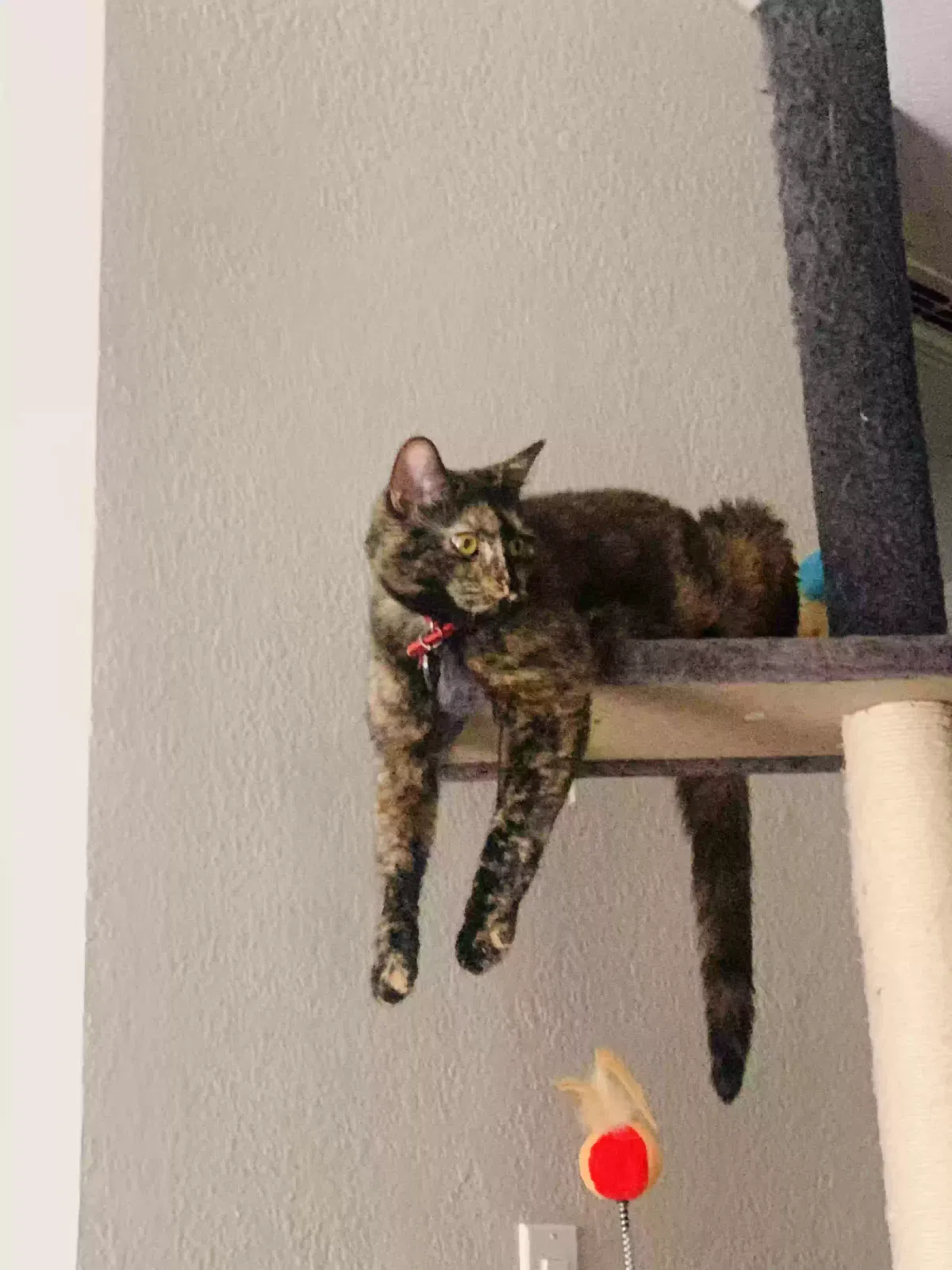 Lost cat in Sacramento, CA, 95841