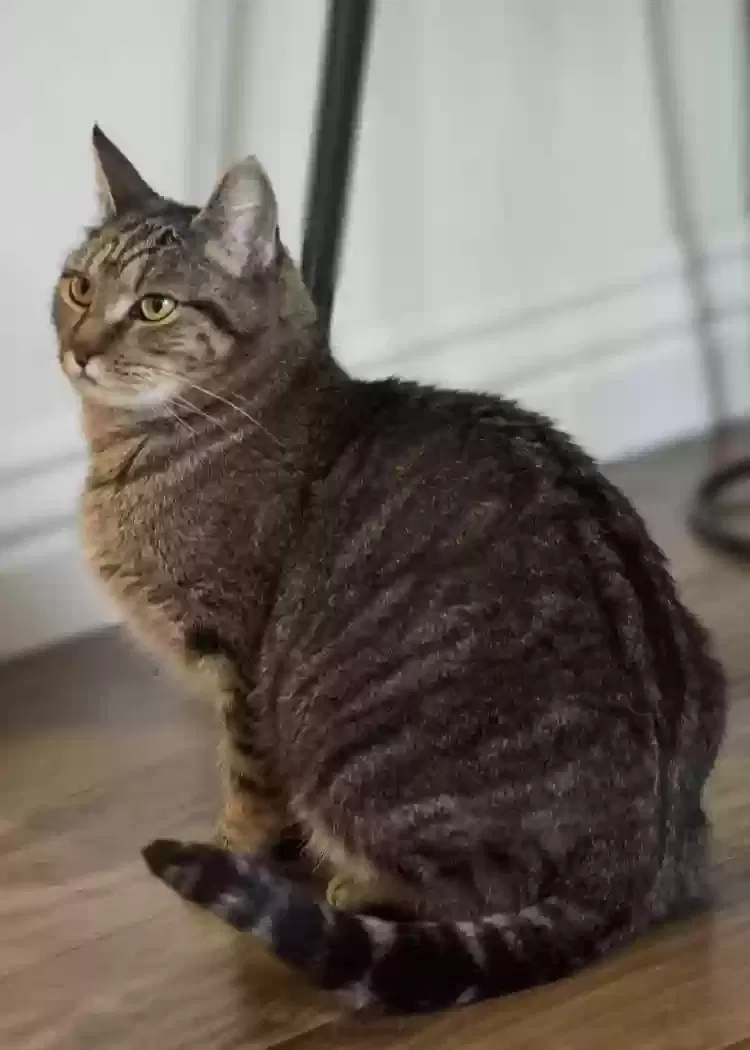 Lost cat in Brookpark, OH, 44142