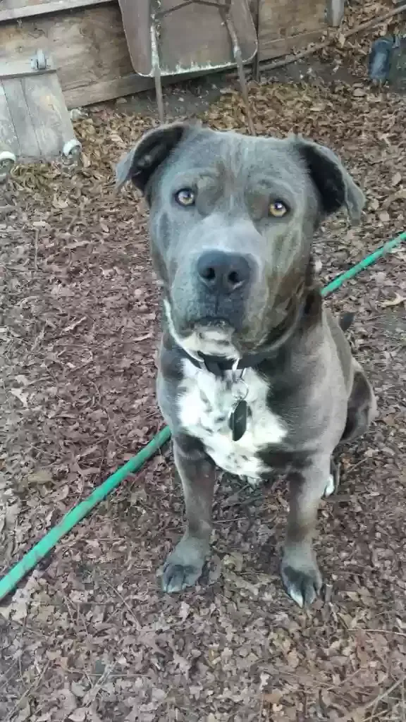 Lost dog in Los Angeles, CA, 90032