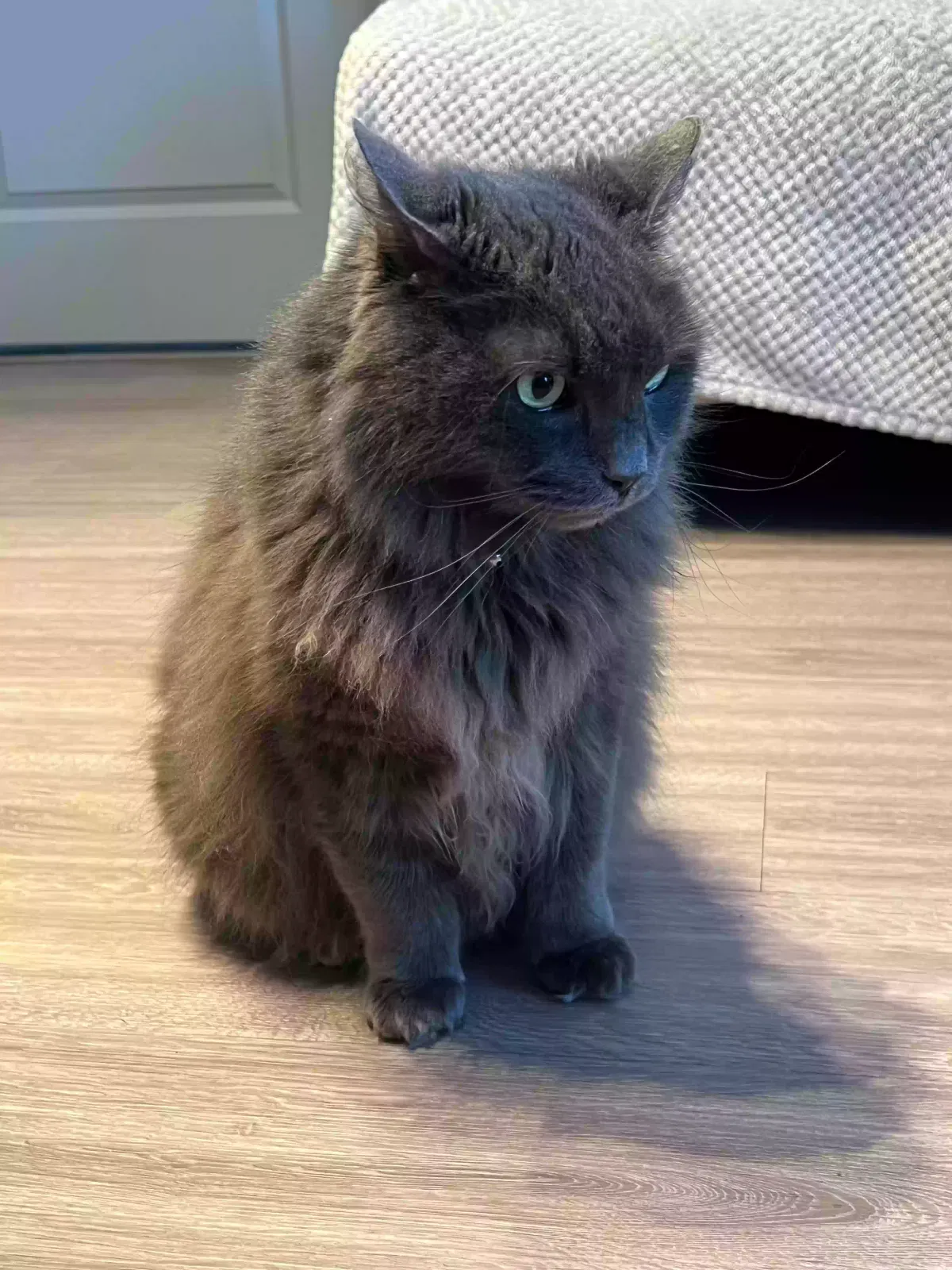 Found cat in Charlotte, NC, 28277