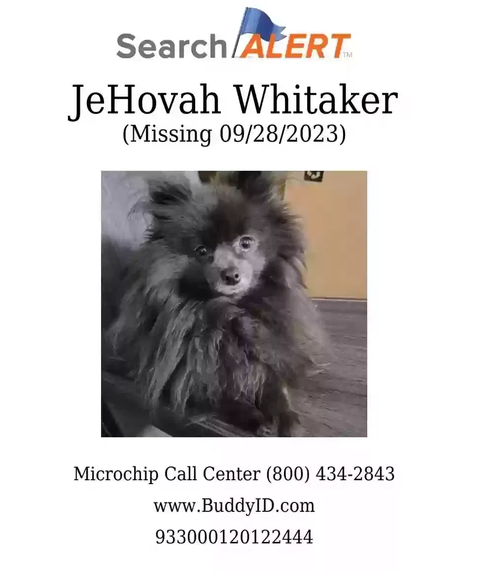 Lost dog in Brooklyn, NY, 11211