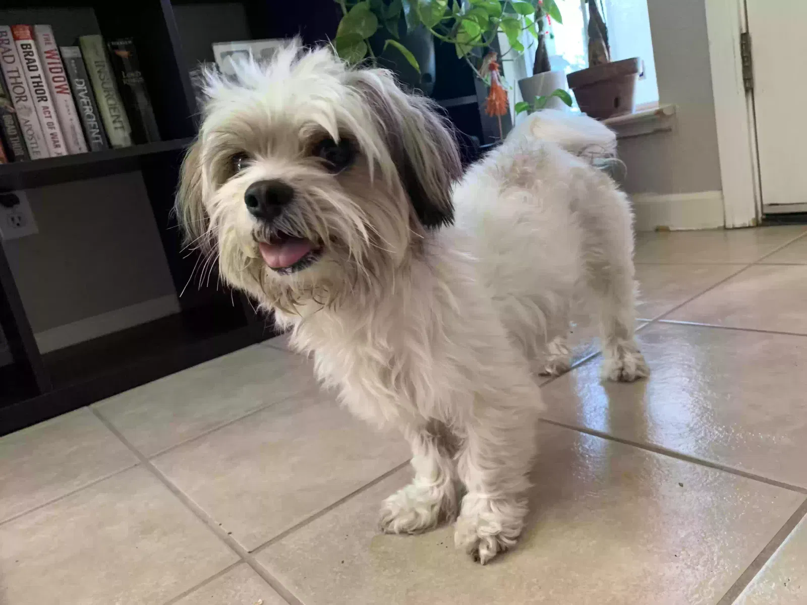 Found dog in Stockton, CA, 95210