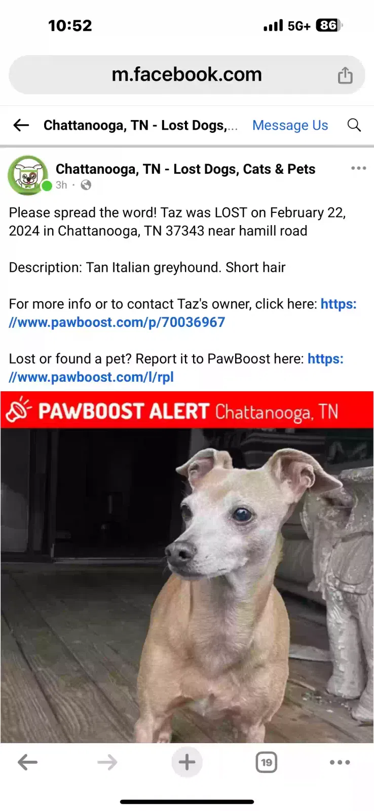 Lost dog in Hixson, TN, 37343