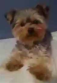 Found dog in Interlachen, FL, 32148