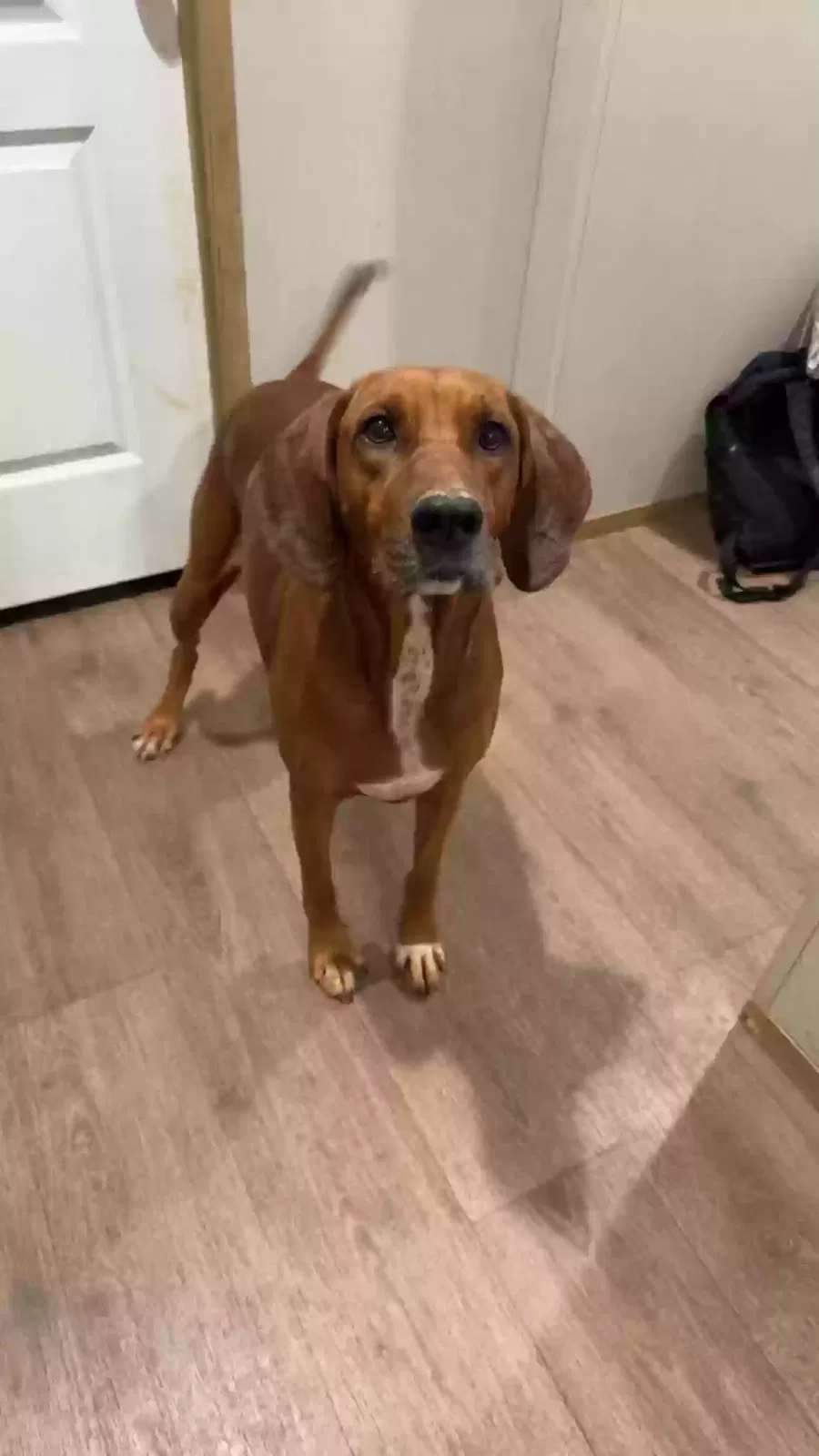 Lost dog in Commerce, GA, 30530