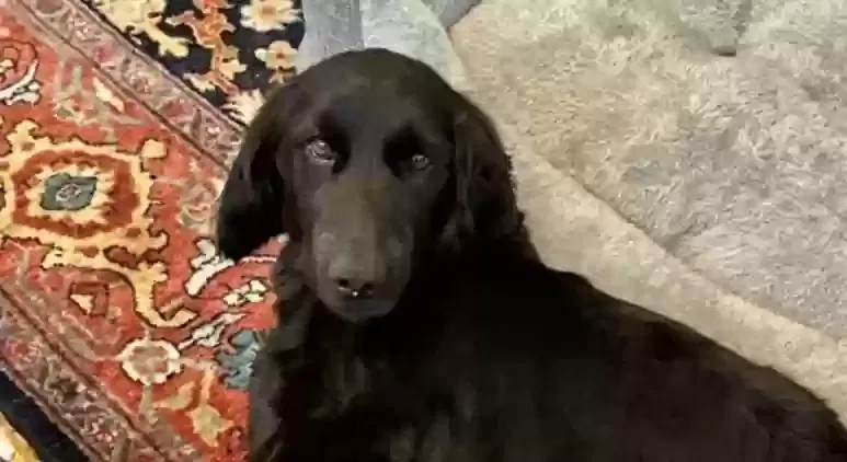 Lost dog in Santa Monica, CA, 90403