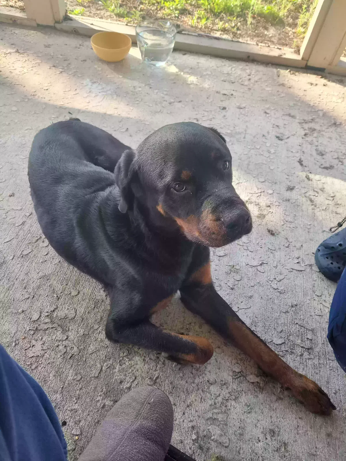 Found dog in Orlando, FL, 32835