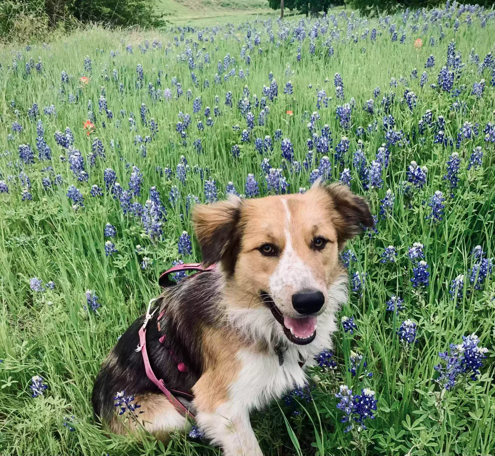 Lost dog in Rice, TX, 75155