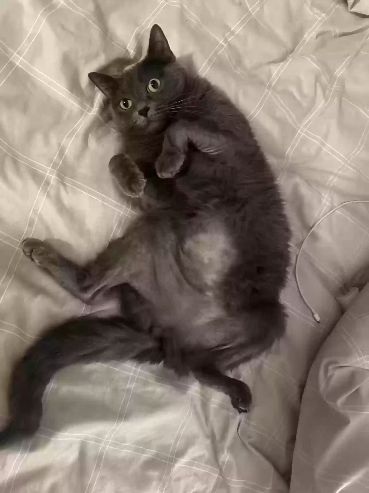 Lost cat in Buffalo, NY, 14209