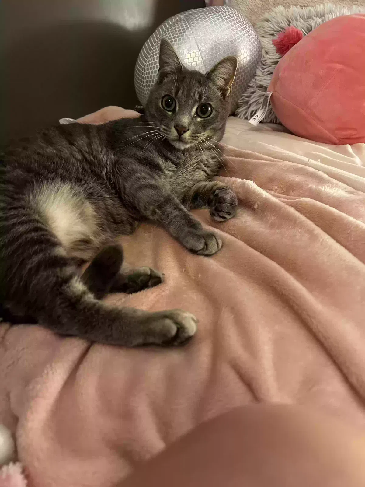 Lost cat in Fayetteville, NC, 28306