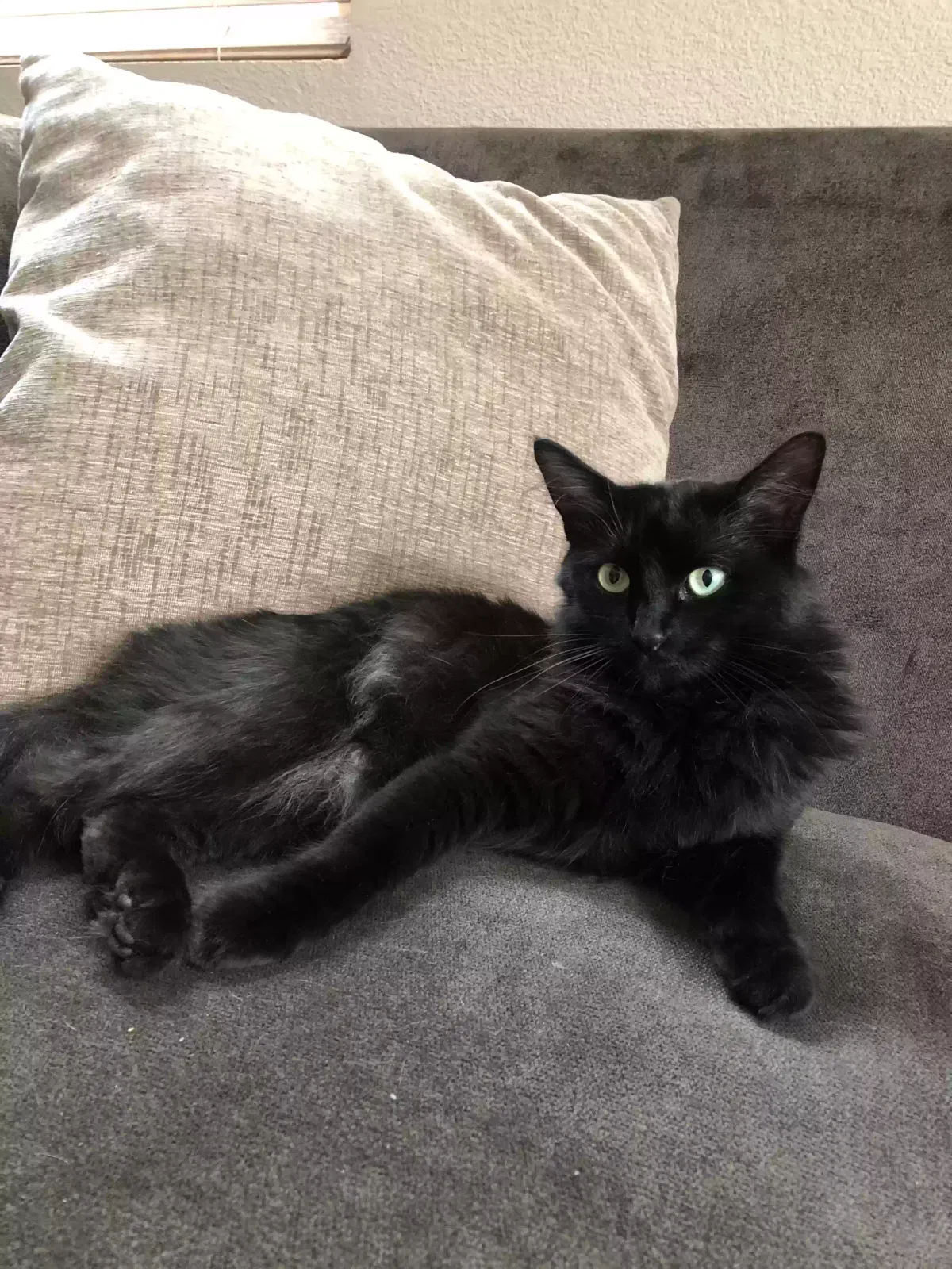 Lost cat in Montgomery, TX, 77316