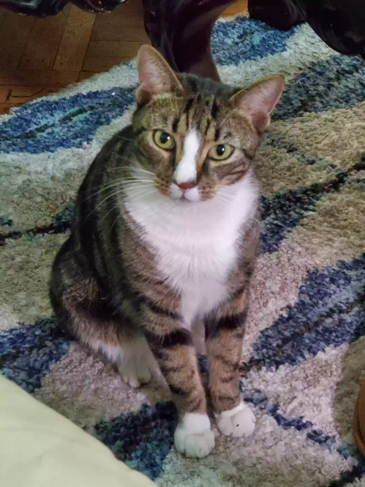 Lost cat in Jersey City, NJ, 7305