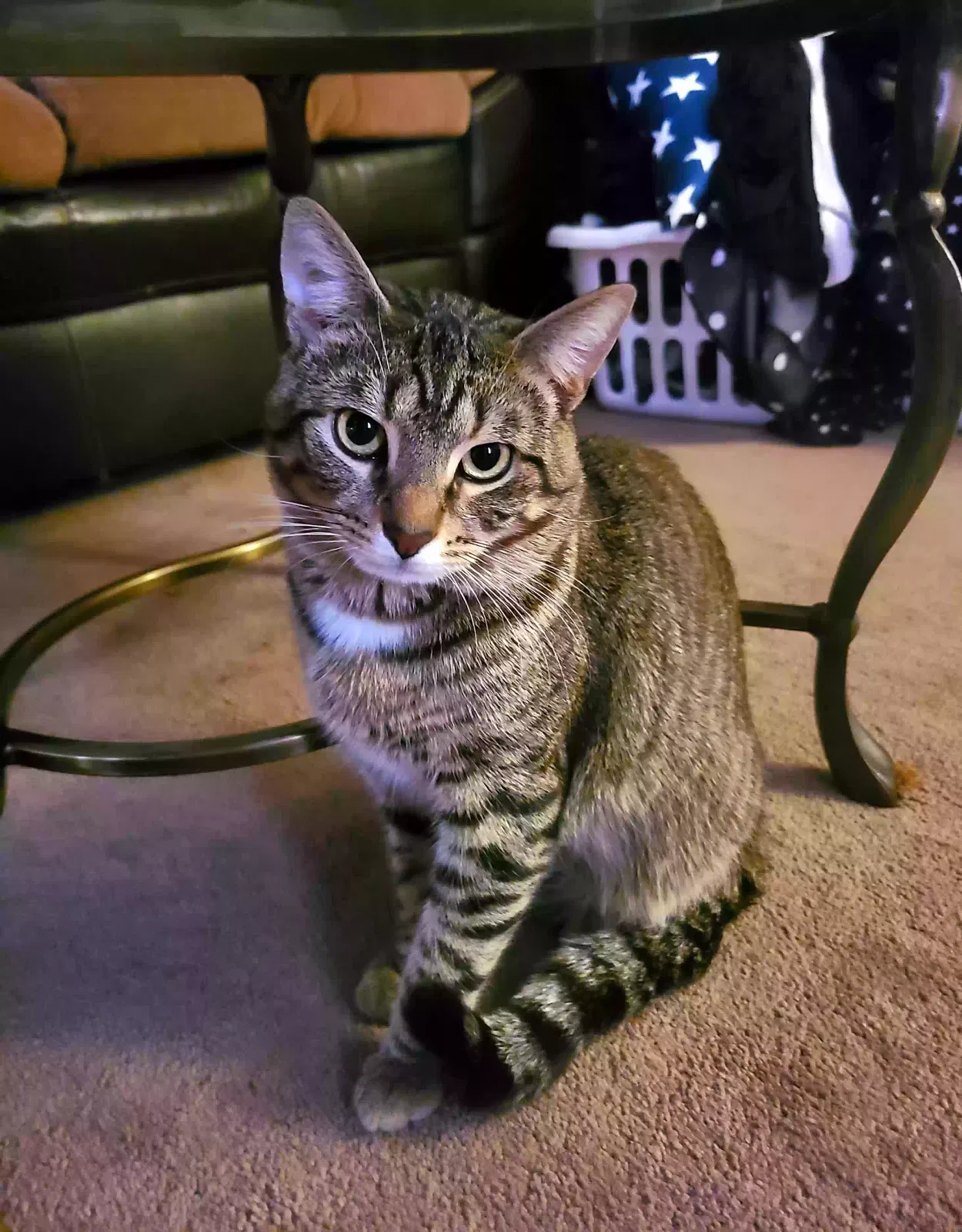 Lost cat in London, OH, 43140