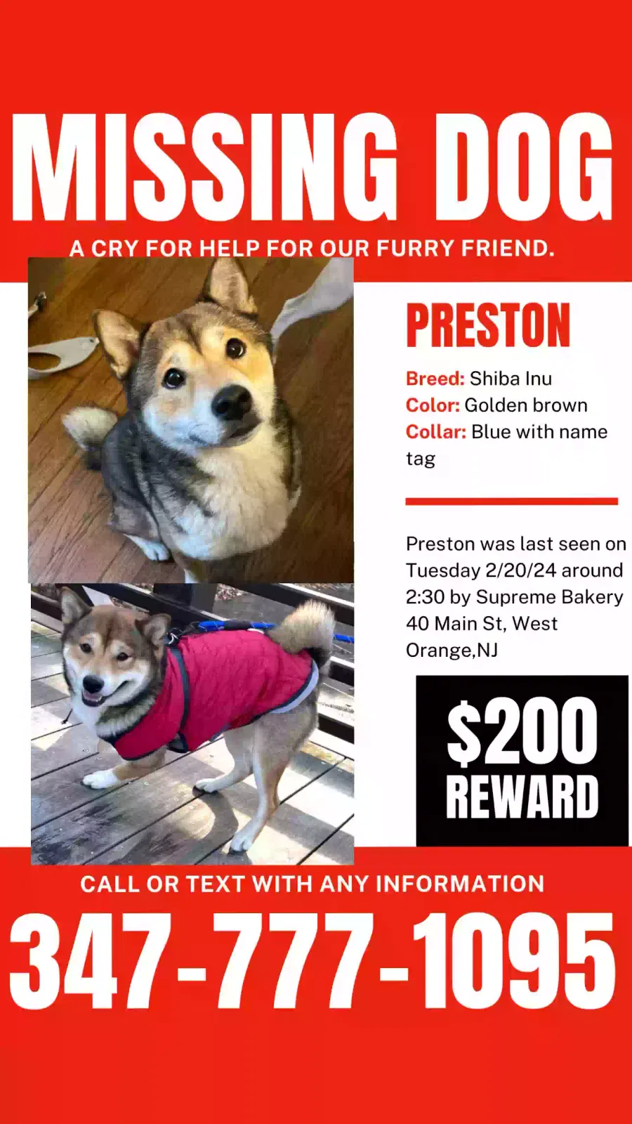 Lost dog in West Orange, NJ, 7052
