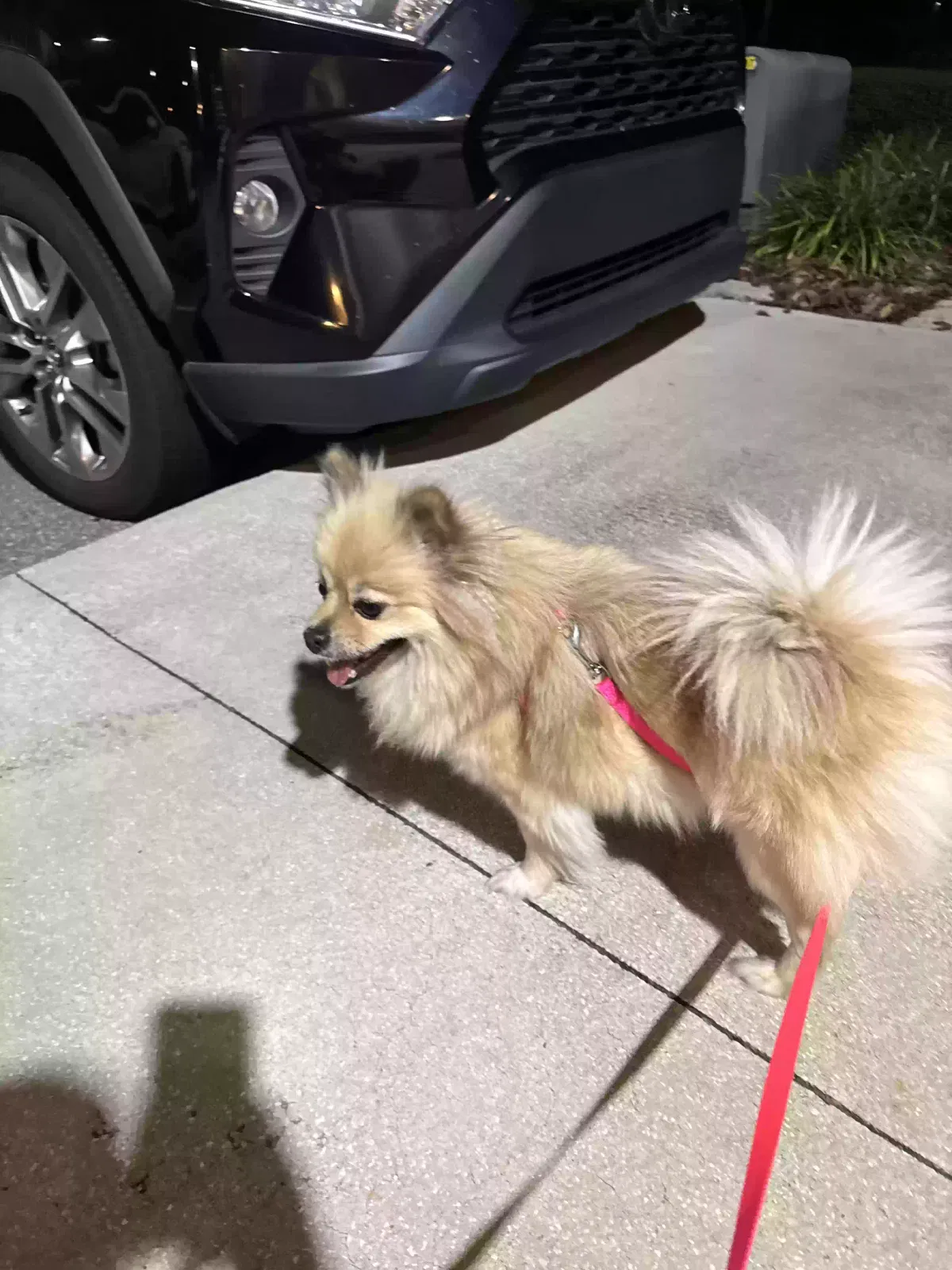 Found dog in Lyndonville, VT, 5851