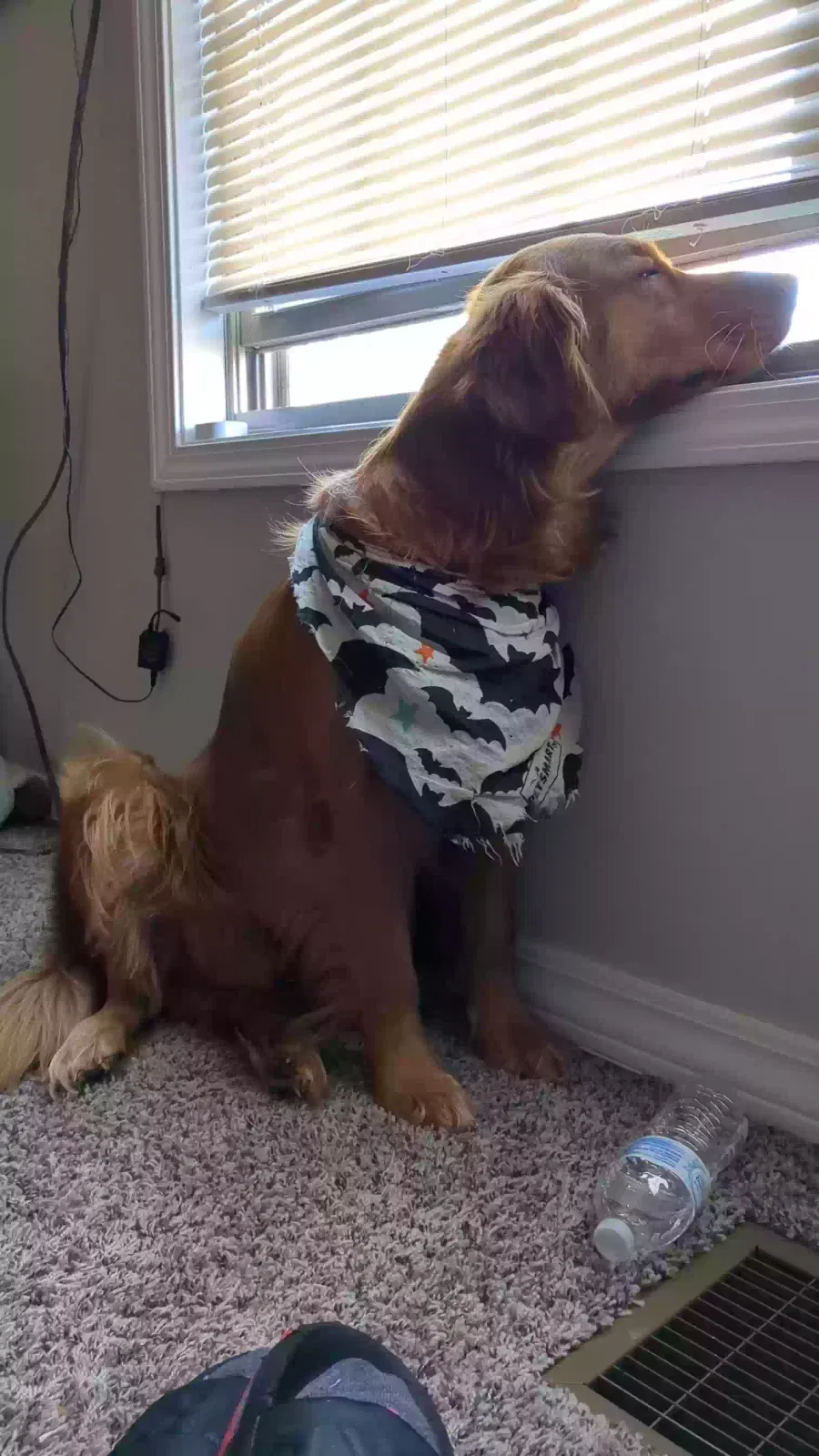 Lost dog in Springfield, MO, 65806