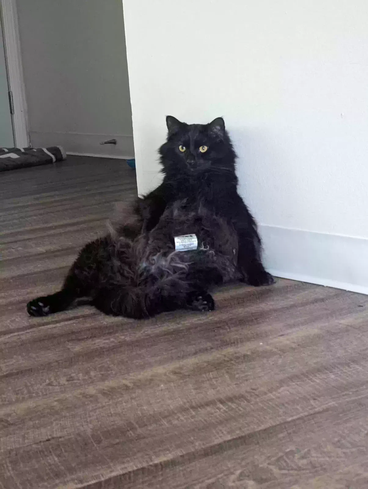 Lost cat in Canal Fulton, OH, 44614