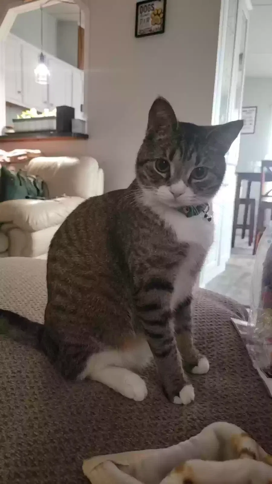 Lost cat in Aiken, SC, 29803