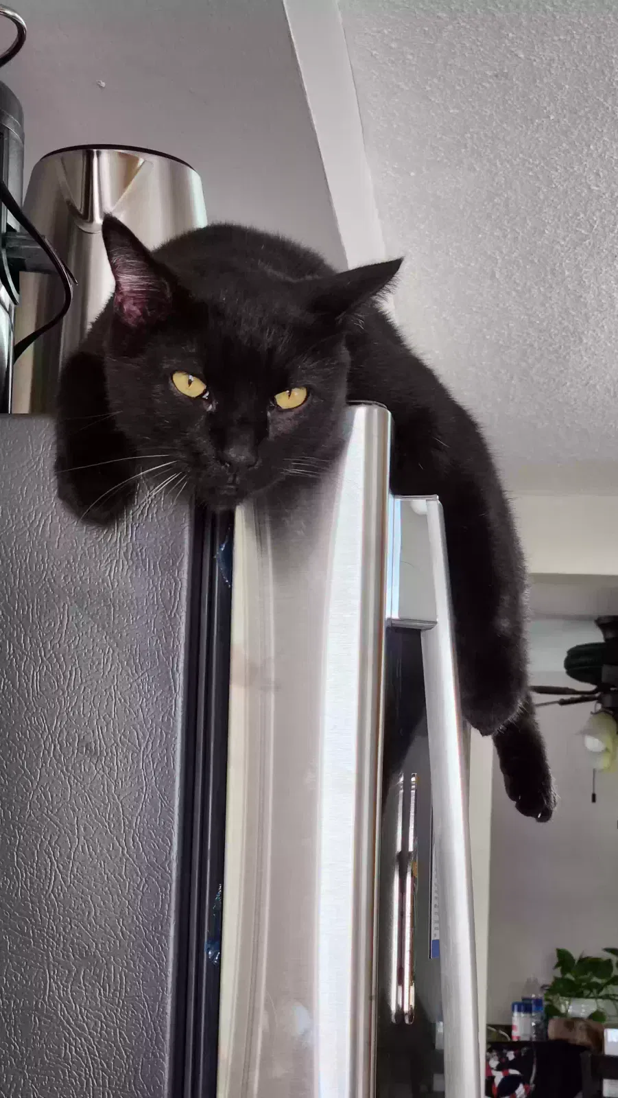 Lost cat in Holiday, FL, 34690