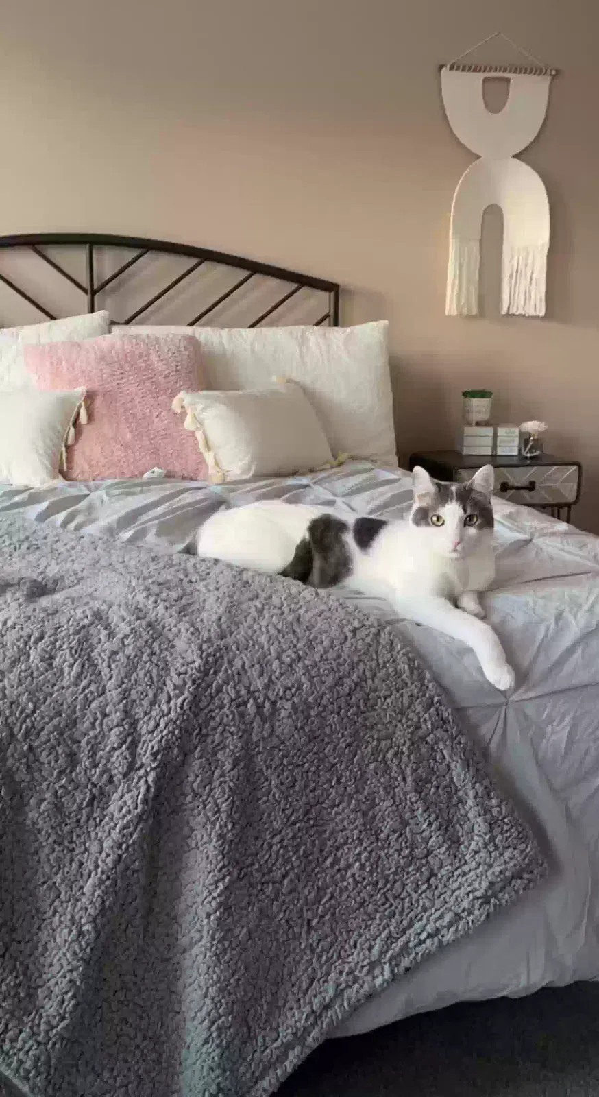 Lost cat in Charlotte, NC, 28277
