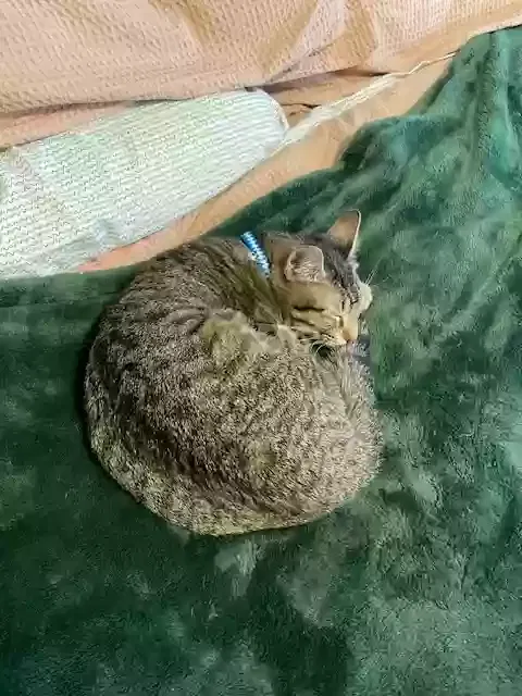 Lost cat in Minnetonka, MN, 55345
