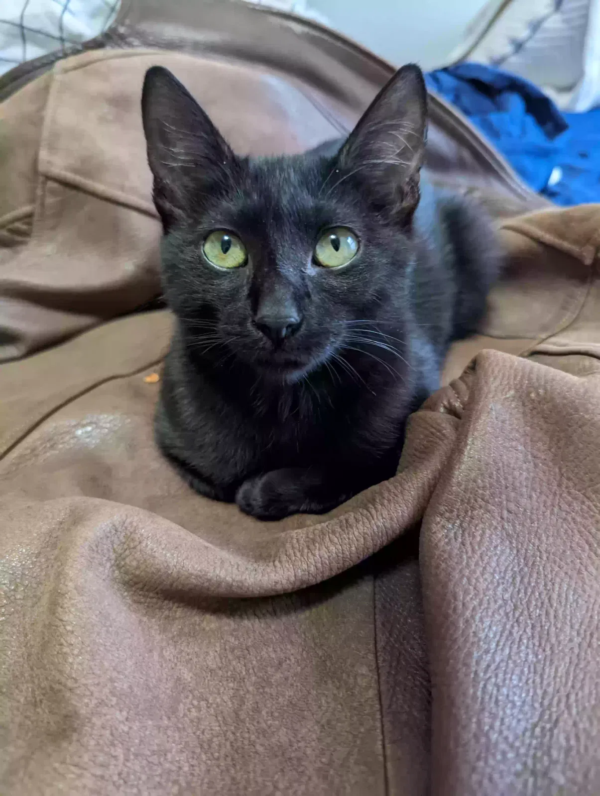 Lost cat in San Marcos, TX, 78666