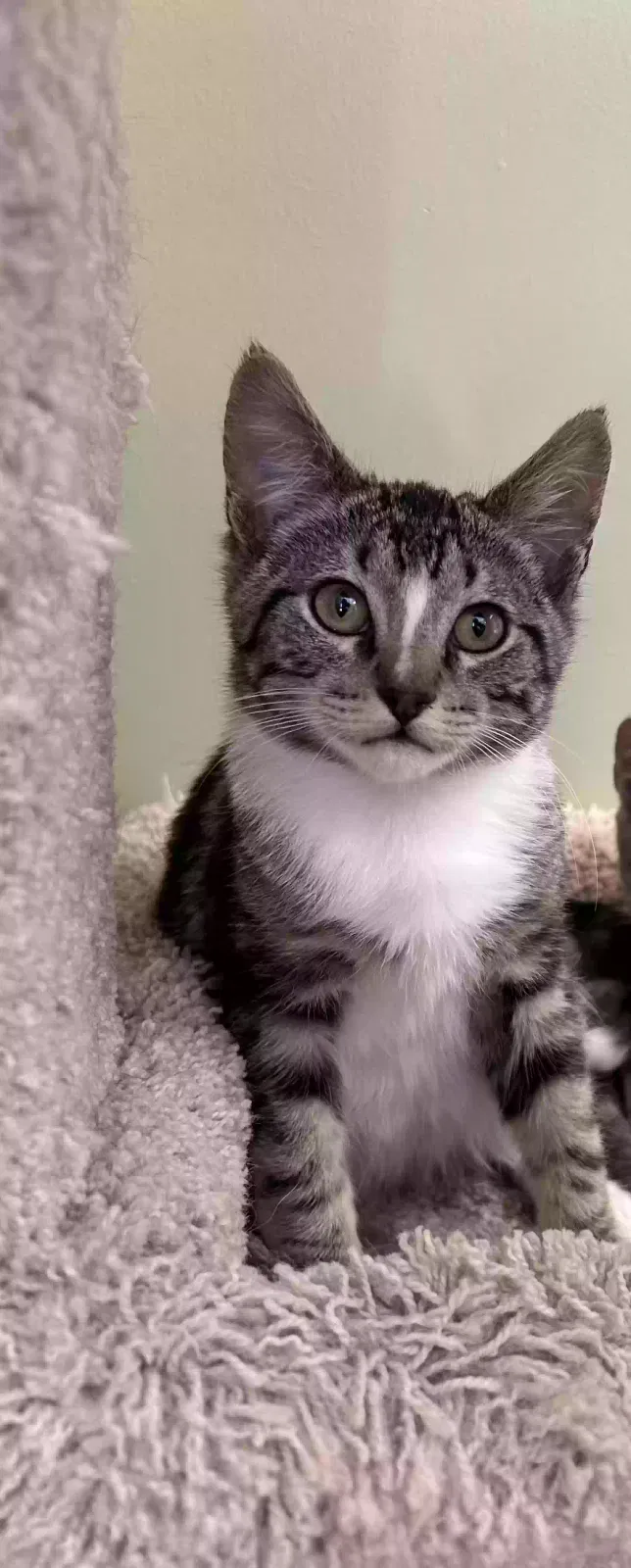 Lost cat in Anaheim, CA, 92808