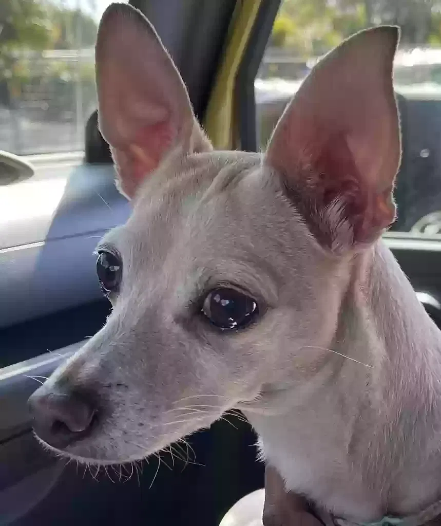 Found dog in Saint Petersburg, FL, 33713