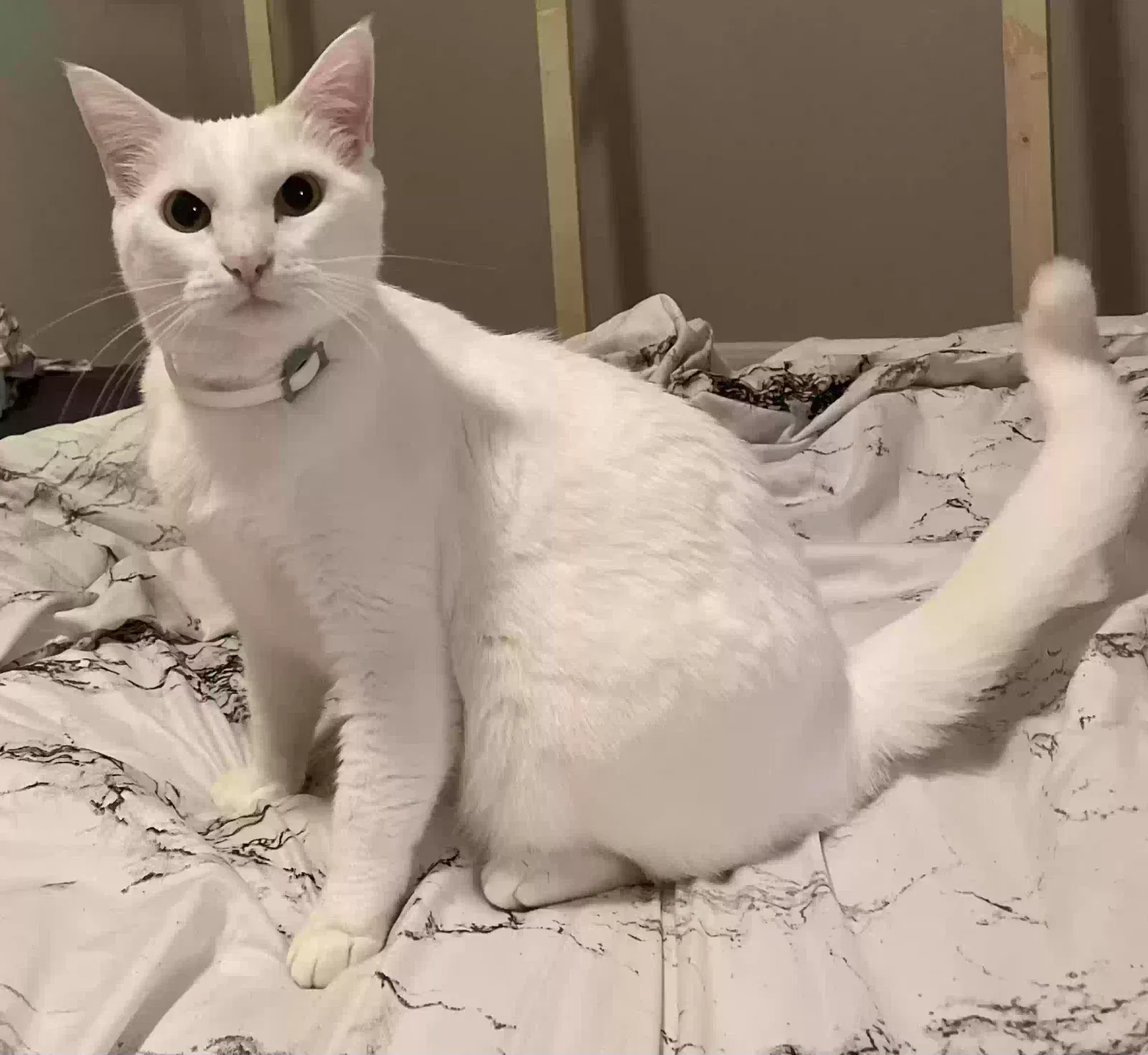 Lost cat in Katy, TX, 77449