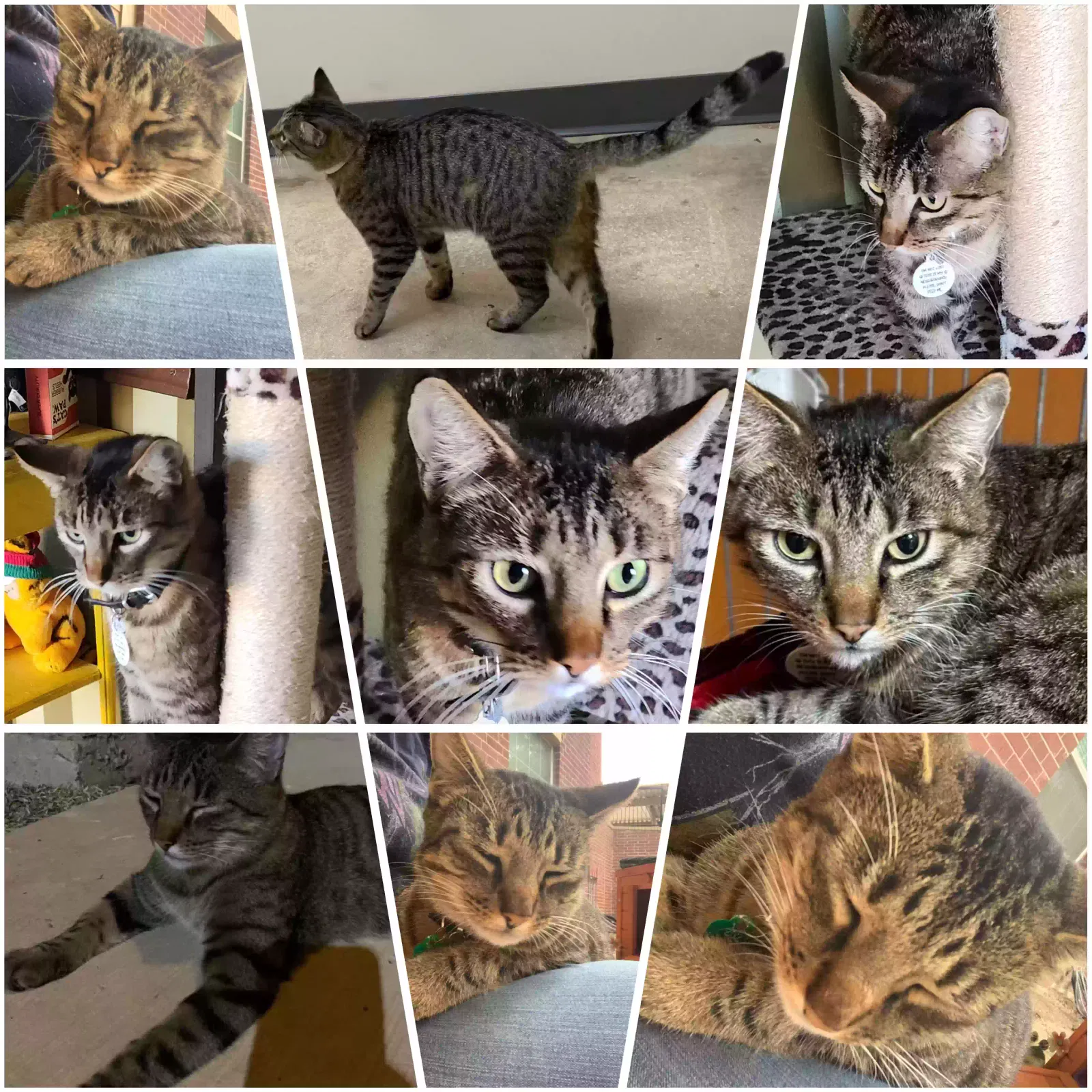 Lost cat in San Antonio, TX, 78228