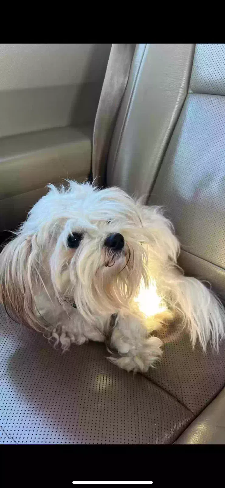 Found dog in Stanfield, NC, 28163